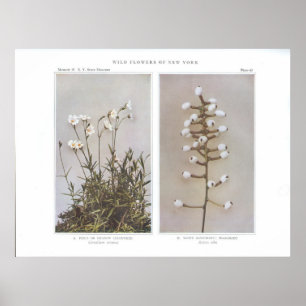 Póster Frango de campo ou prado-prado - Cerastium arvense