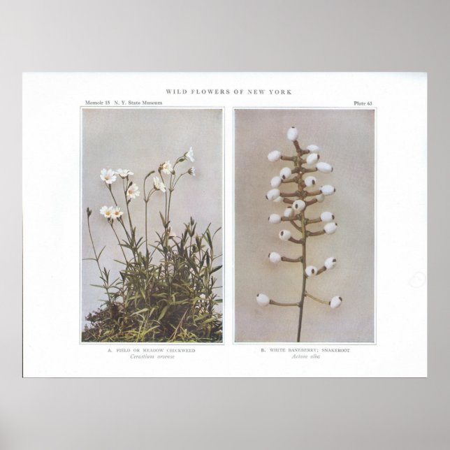 Póster Frango de campo ou prado-prado - Cerastium arvense (Frente)