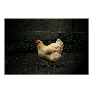 Póster Frango do País