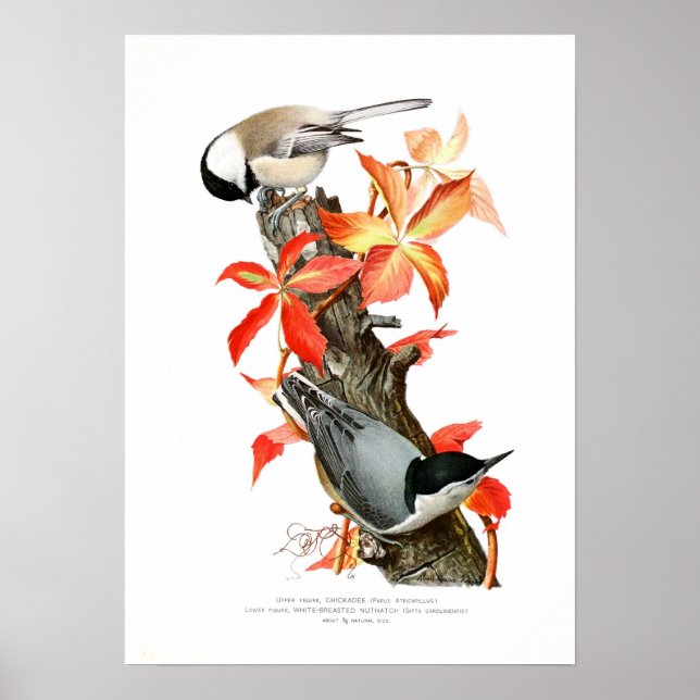 Poster Frango e Nuthatch (Frente)