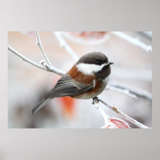 Poster Frango no inverno