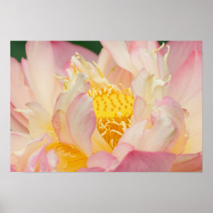 Póster Franklin NC, Jardim de Água de Perry, Lótus com