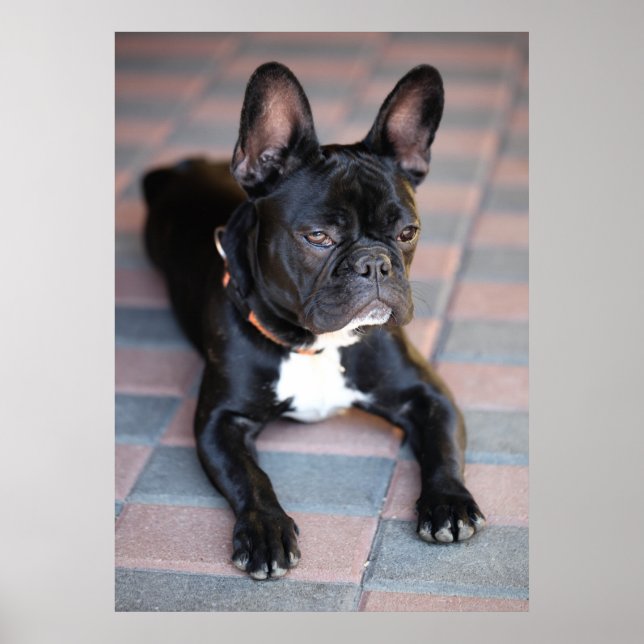 Póster Französisch Bulldog (Frente)