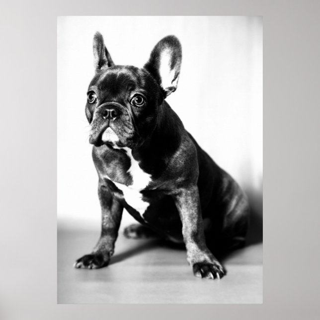 Poster Französische Bulldogge (Frente)