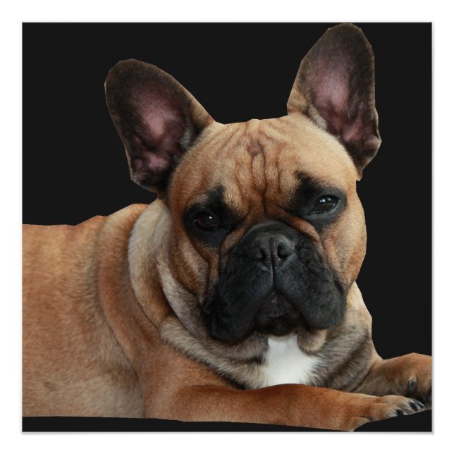 Póster Französische Bulldogge Poster (Frente)