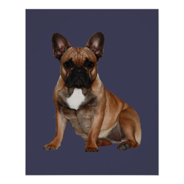 Póster Französische Bulldoggen Poster (Frente)