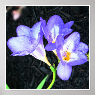 Póster Freesia brilhante