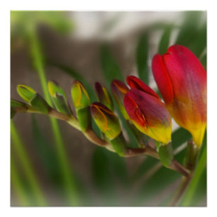 Póster freesia vermelha escura