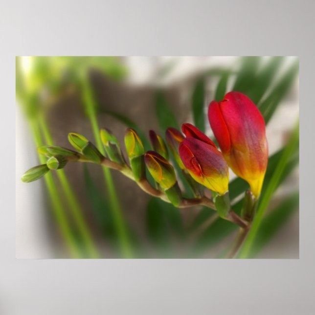 Poster freesia vermelha escura (Frente)