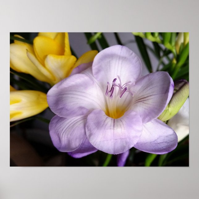 Póster freesia violeta aberta (Frente)
