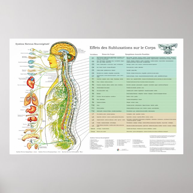 Poster French Subluxation Spinal Nerves ANS Chart (Frente)