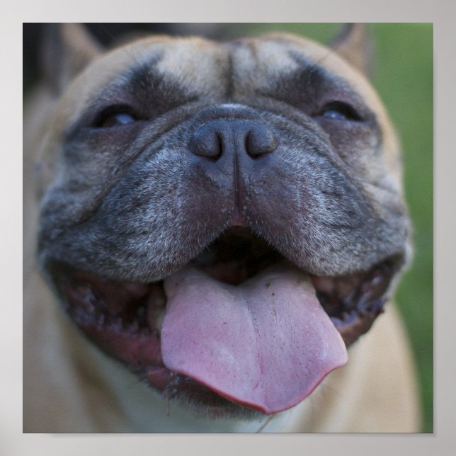 Póster Frenchie (Frente)