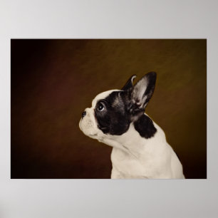 Póster Frenchie