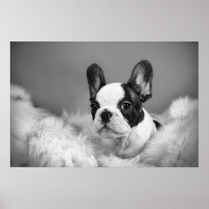 Poster Frenchie - cachorrinho francês