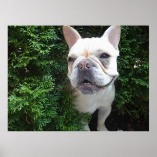 Poster Frenchy em patrulha
