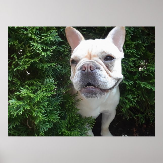 Poster Frenchy em patrulha (Frente)