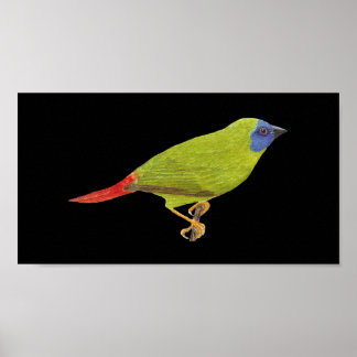 Póster Frente azul de papagaio - Erythrura trichroa Folio