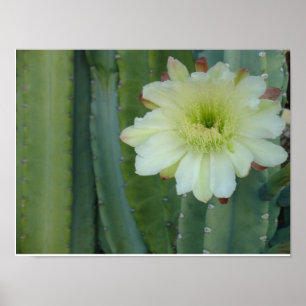 Póster Frente de Cereus
