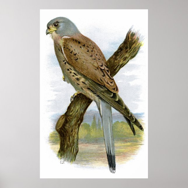 Poster Frequentes Kestrel - Falco tinunculus (Frente)