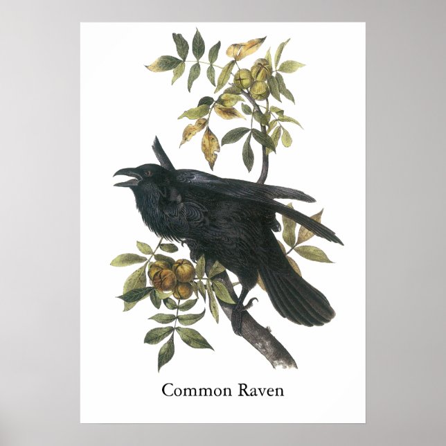 Póster Frequentes Raven, John audubon (Frente)