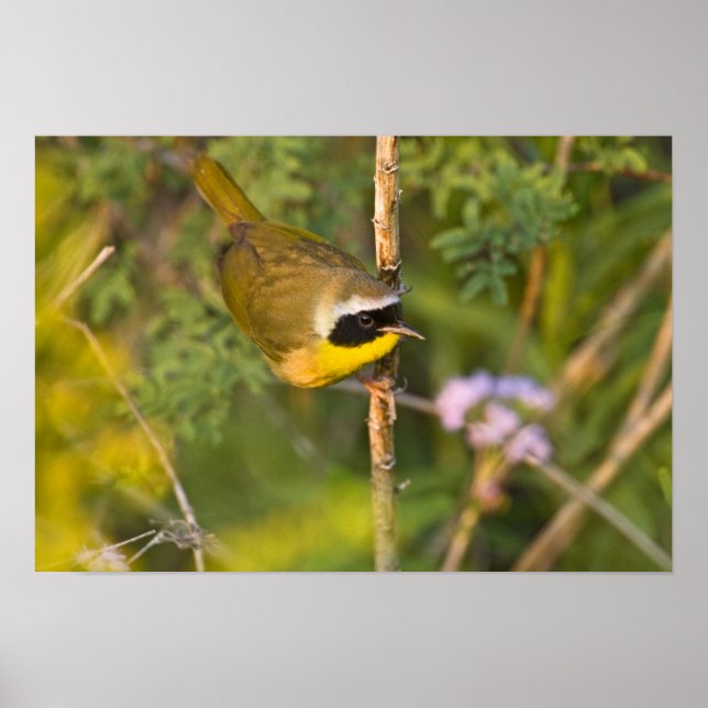 Poster Frequentes Yellowthroat Geothlypis trichas), macho (Frente)