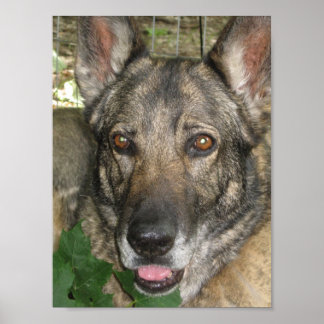 Poster Friga In The Garden