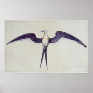 Poster Frigate Bird