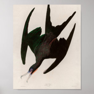 Poster Frigate Pelican Birds of America Audubon Impressã