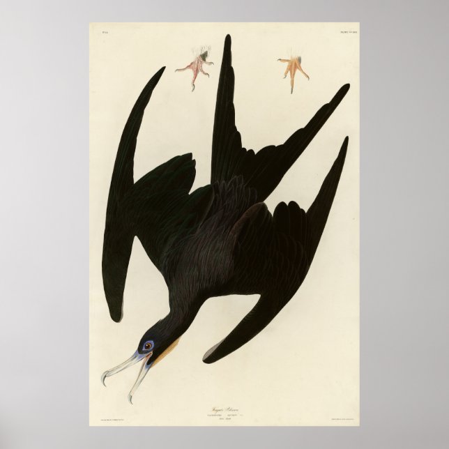 Poster Frigate Pelican (Magnificatebird) Audubon (Frente)
