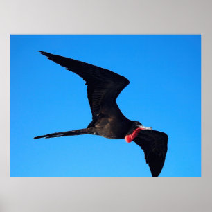 Poster Frigatebird Close-up