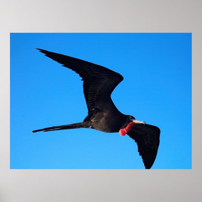 Poster Frigatebird Close-up (Frente)