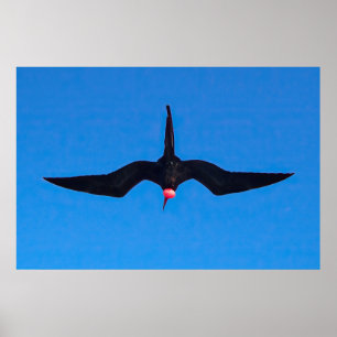 Poster Frigatebird de Baixo