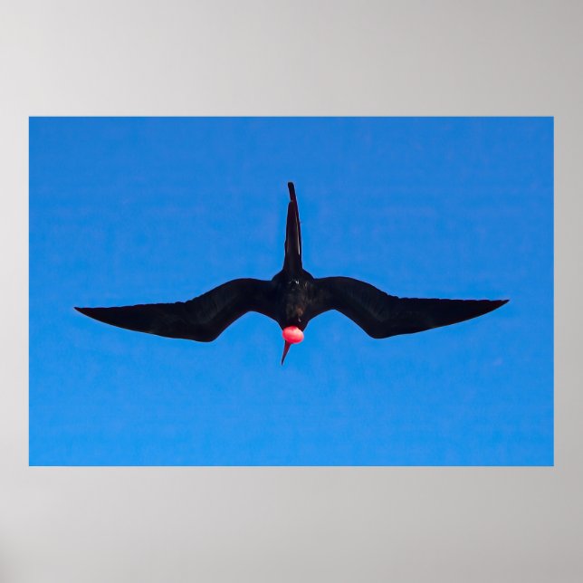 Poster Frigatebird de Baixo (Frente)