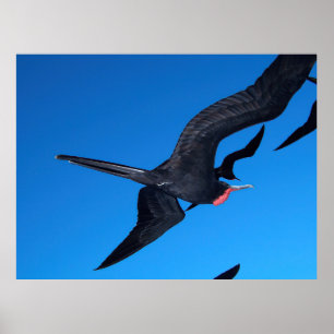 Poster Frigatebird no Voo