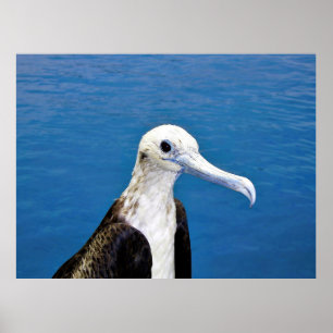 Poster Frigatebird Portrait II