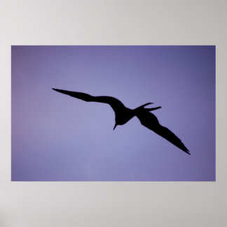 Poster Frigatebird Silhouette