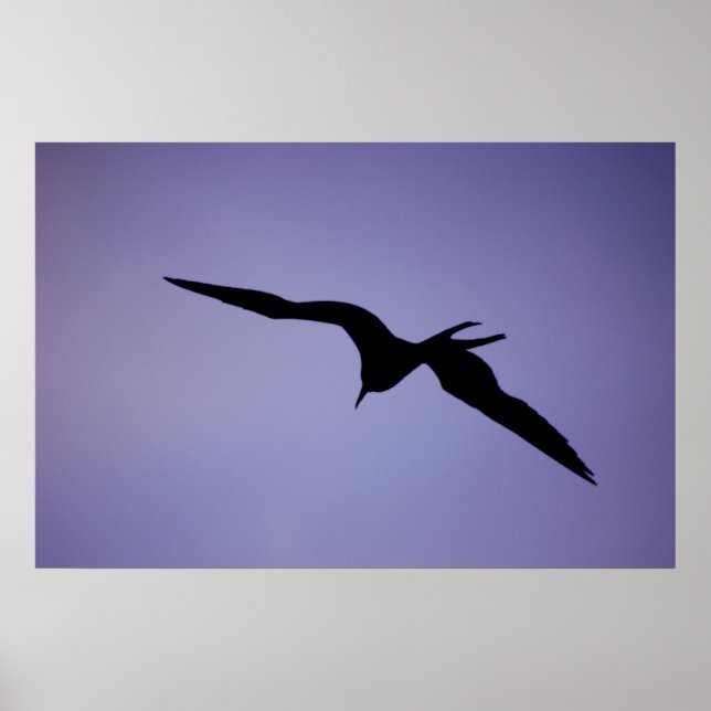Poster Frigatebird Silhouette (Frente)