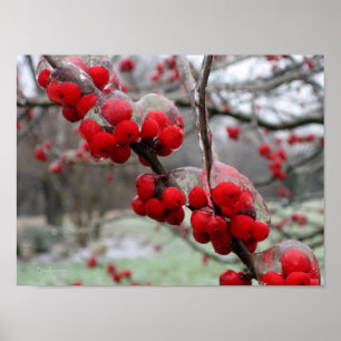 Póster Frio de inverno e gelo nos berços vermelhos