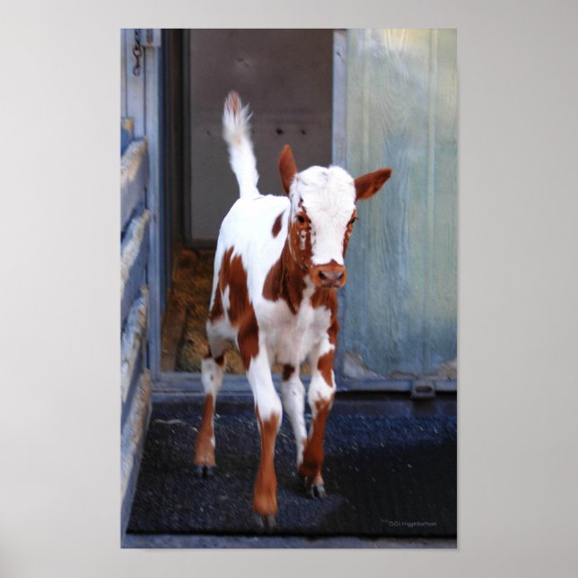 Póster Frisky Calf (Frente)