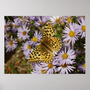 Poster Fritilaria Coronis em Flores de Áster no Grand Tet