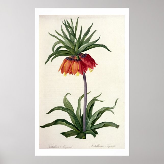 Póster Fritillaria Imperialis, Les Lilacees, 1802- (Frente)