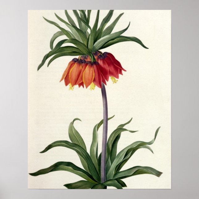 Poster Fritillaria Imperialis, Les Lilacees, 1802- (Frente)