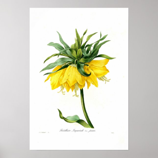 Póster Fritillário Amarelo (Frente)