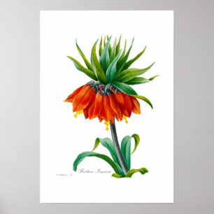 Póster Fritillary