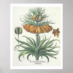 Póster Fritillary: Classe do florum de Imperialis da