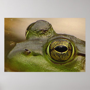 Póster Frog Eye