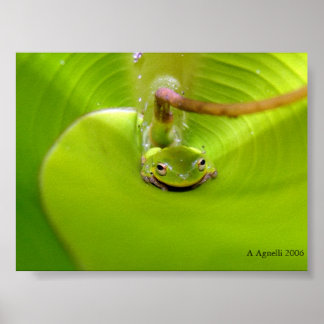 Poster Frog hiding in a Banana leaf
