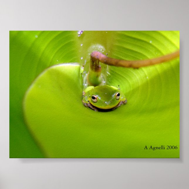 Poster Frog hiding in a Banana leaf (Frente)