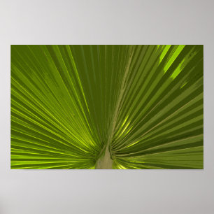 Poster Fronda tropical verde da palmeira