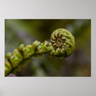 Póster Fronda Unfurling da samambaia